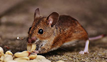 24 Hour & Emergency Exterminators in Milnor, PA